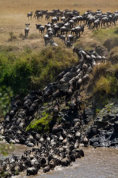 Great Migration