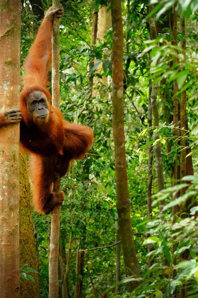 Malaysia_PARA1_POI3_Jumping wild orangutan.jpg