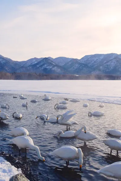 Whooper swans in Teshikaga-cho, Hokkaido