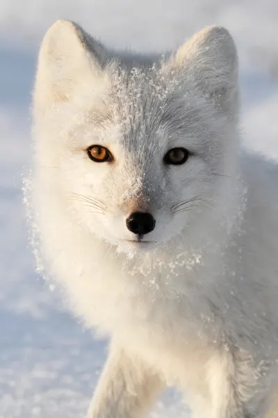 Arctic_Para2_POI2_Arctic Fox.jpg