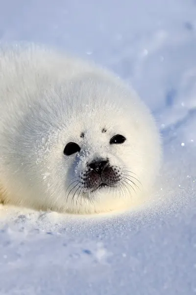 Arctic_Para3_POI2_Hard Seal.jpg