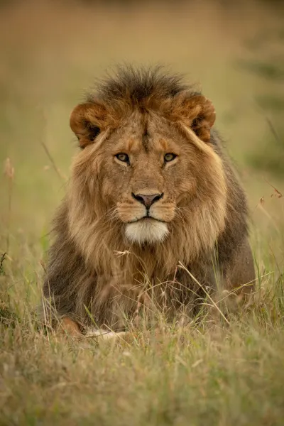 Lion on a luxury game drive holiday in Tanzania