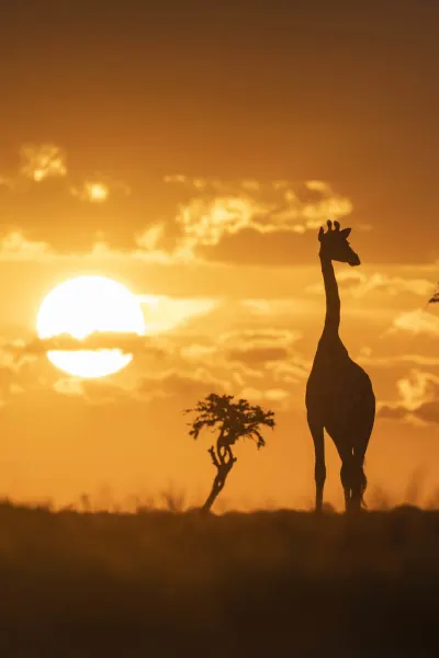 Giraffe, luxury travel holiday, Namibia