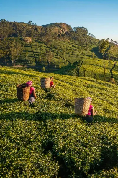 Ceylon tea fields, luxury travel holiday Sri Lanka