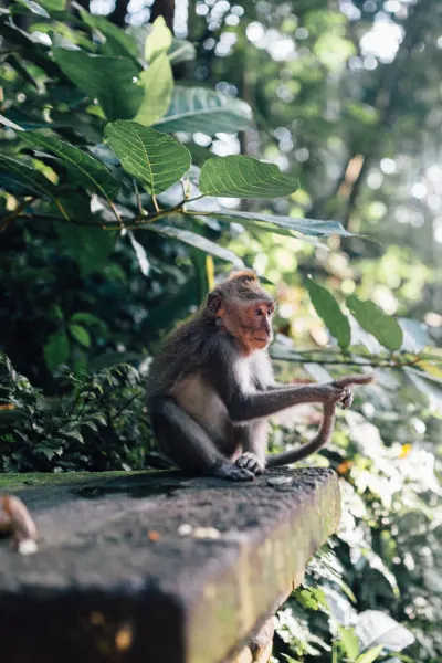 Ubud Monkey Forest, luxury travel holiday, Bali.