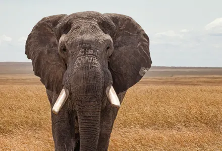 Your Guide to Discovering the Best of Africa luxury travel