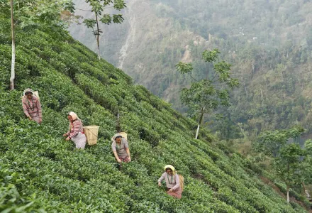 The history and beauty of India's palatial hotels luxury travel