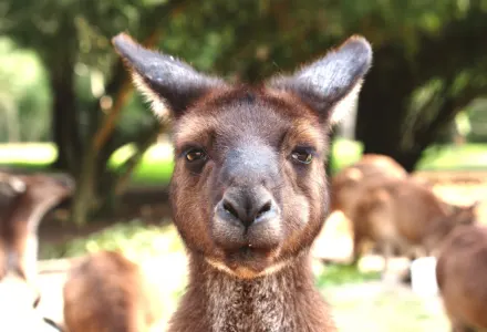 Australia & Italy Considered Most Popular Dream Destinations luxury travel