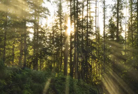 Lake Monsters and Bigfoot: BC Urban Legends luxury travel