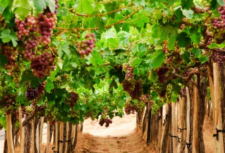 Vineyards & Valleys: Exploring the Wine Regions of Chile luxury travel