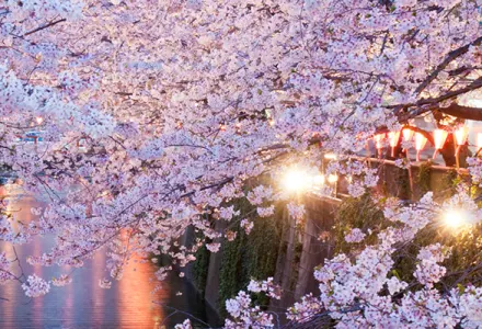 Cruise with Princess during Japan's cherry blossom season luxury travel