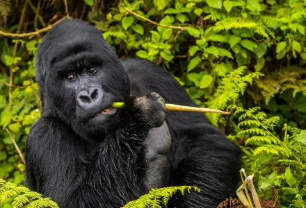 Advisor Experience: Gorilla Trekking in Rwanda with Singita luxury travel