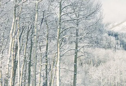 The Big Chill Header