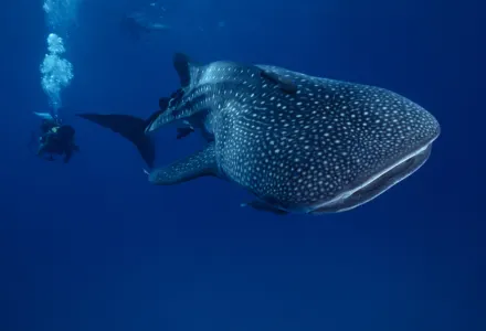 Sea Of Cortez: The World's Aquarium luxury travel