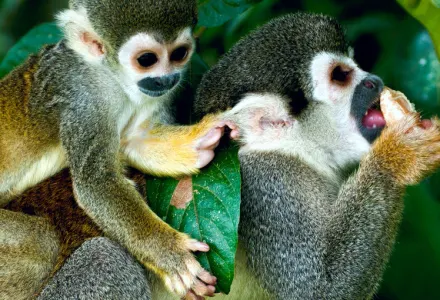 How To Get Up Close With South American Wildlife luxury travel