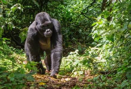 Active, Adventure & Wildlife Travel luxury travel