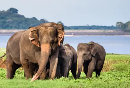 Ethical Wildlife Travel: See the World's Wildest (With Purpose) luxury travel