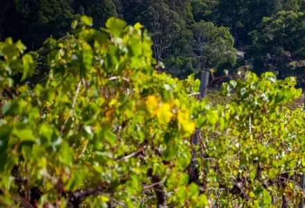 The Hunter Valley Itinerary luxury travel