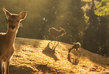 6 of Japans Most Fascinating Cultural Gems luxury travel