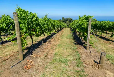 Cycling In Australia: Mountain Biking The Mornington Peninsula luxury travel