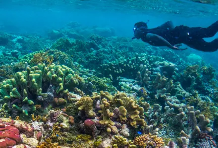 Diving Beneath The Surface In The Solomon Islands luxury travel