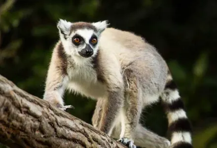 Discover the Delights of Madagascar luxury travel