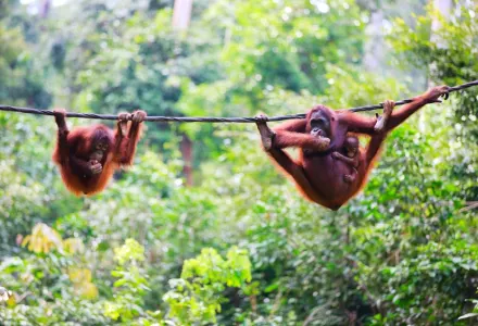 Have a ball on Borneo luxury travel