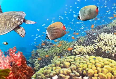 4 things you didn't know about the Maldives luxury travel