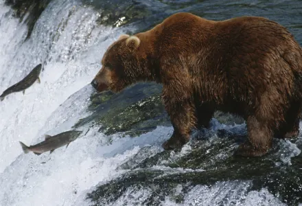 Meet The Grizzly Bears Of Yukon, Canada luxury travel