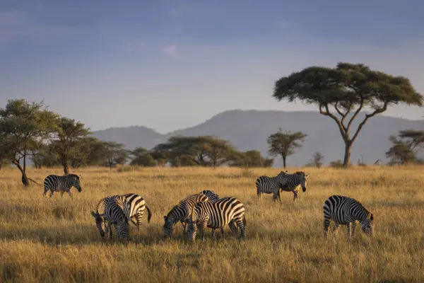 Luxury travel holiday game drive with zebras in Serengeti National Park, Tanzania