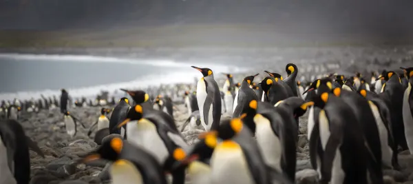 Paulet Island, luxury cruise holiday, Antarctica