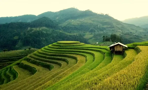 Rice fields in Vietnam