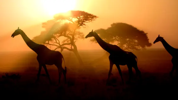 Africa luxury travel
