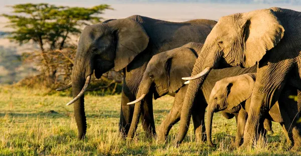 Wilderness of Southern Africa: Safari by Land & Water