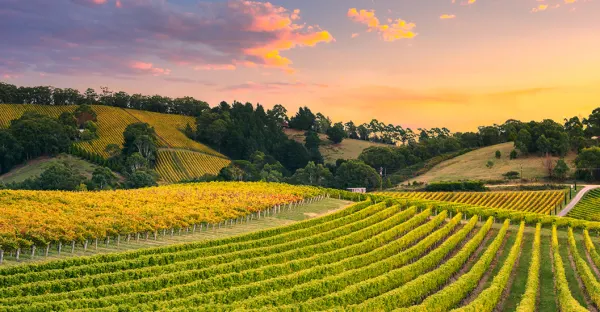 Wellington to Adelaide Airfare