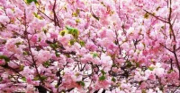 Adelaide to Osaka Business Class Airfare