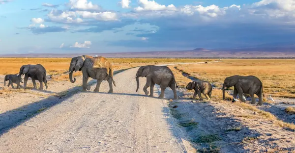 Kenya and Tanzania Safari Adventure
