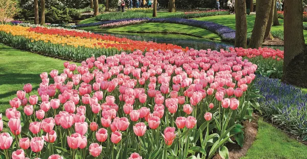Tulip Time - Roundtrip Amsterdam