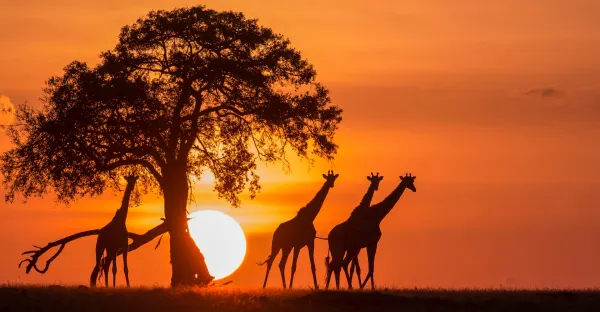 The Plains of Africa Kenya Wildlife Safari