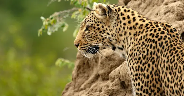 Wilderness of Southern Africa: Safari by Land & Water