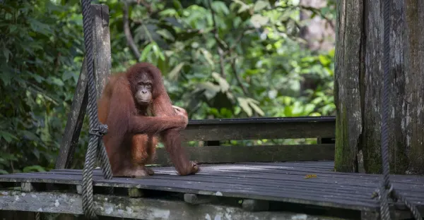 Journeys: Best of Borneo