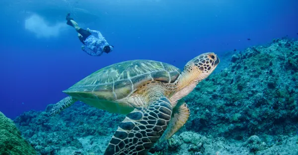 Signature: Palau’s Rock Islands & Underwater Serengeti