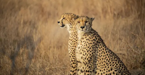 Explore Cape Town and Kruger National Park