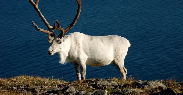 The Svalbard Line Roundtrip - Bergen return
