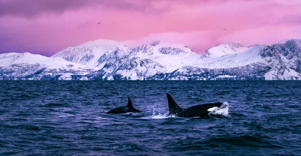 The Svalbard Line Roundtrip - Bergen return