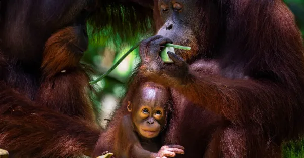 Premium Borneo in Depth