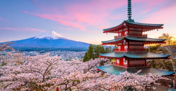 Japan Explorer Cherry Blossoms - Tokyo return