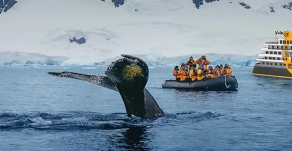 Antarctic Marine Mammals: The World of Whales and Seals - Buenos Aires return