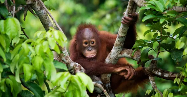 Borneo Premium Family Holiday