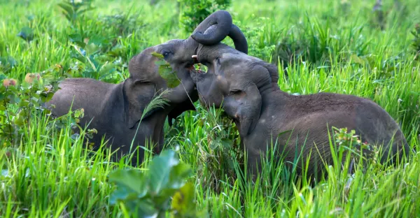 Sri Lanka Premium Family Holiday